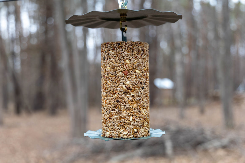 bug nut berry cylinder on feeder