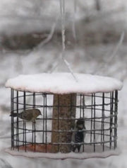 Barrier Guard Seed Cylinder Feeder - Copper
In use in the winter weather
