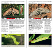 Moths & Caterpillars of Minnesota, Wisconsin & Michigan
sample pages