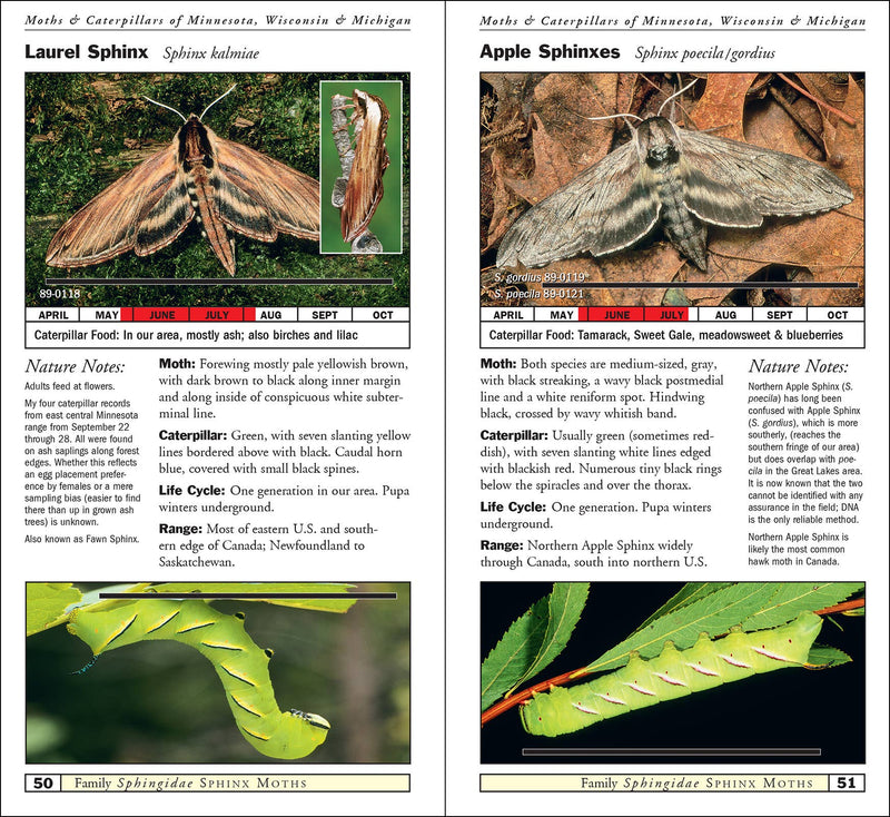 Moths & Caterpillars of Minnesota, Wisconsin & Michigan
sample pages