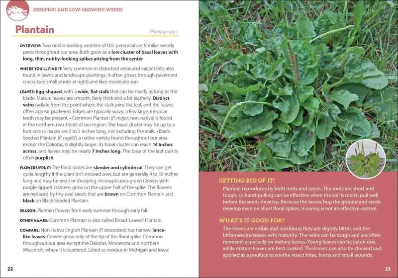 Common Backyard Weeds of the Midwest
sample pages
