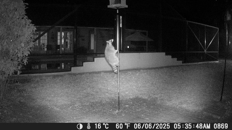 customer's trail cam image showing a raccoon trying to climb around the baffle but failing