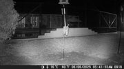customer's trail cam image showing a raccoon trying to climb inside the baffle and getting nowhere