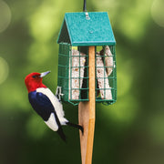Red-headed woodpecker perched on the double suet/seed cake feeder