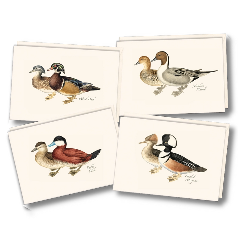 Duck Notecard Boxed Set of 8