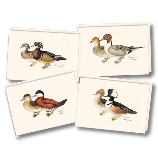 Duck Notecard Boxed Set of 8