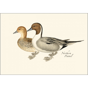 Duck Notecard Boxed Set of 8
northern pintail