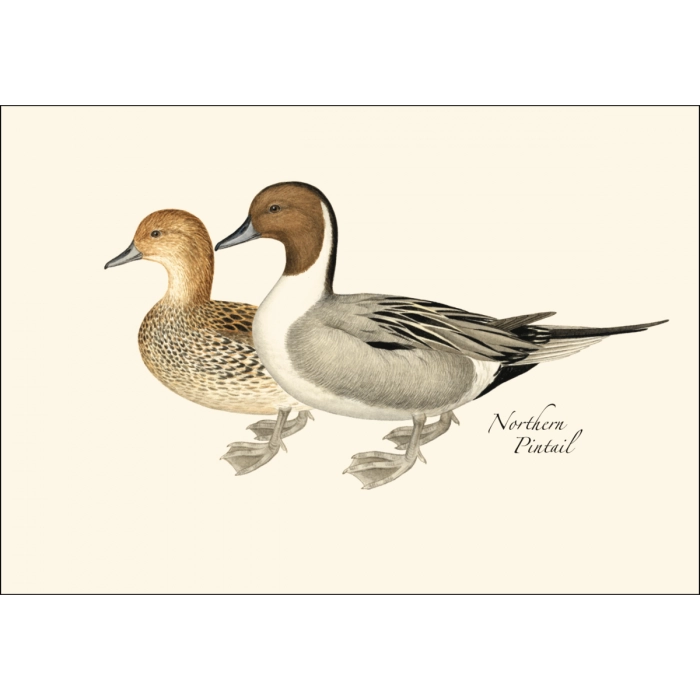 Duck Notecard Boxed Set of 8
northern pintail
