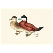 Duck Notecard Boxed Set of 8
ruddy ducks