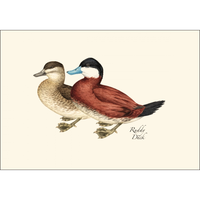 Duck Notecard Boxed Set of 8
ruddy ducks