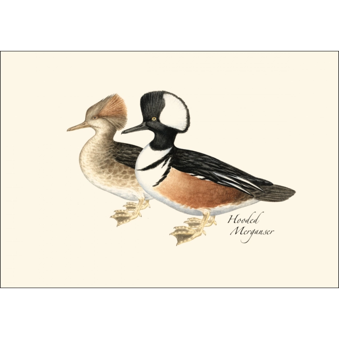Duck Notecard Boxed Set of 8
hooded merganser