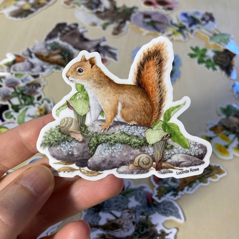 Sticker - Red Squirrel with Jack-in-the-Pulpit