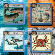 Four cards featuring different ocean creatures with illustrations and text on a textured background.