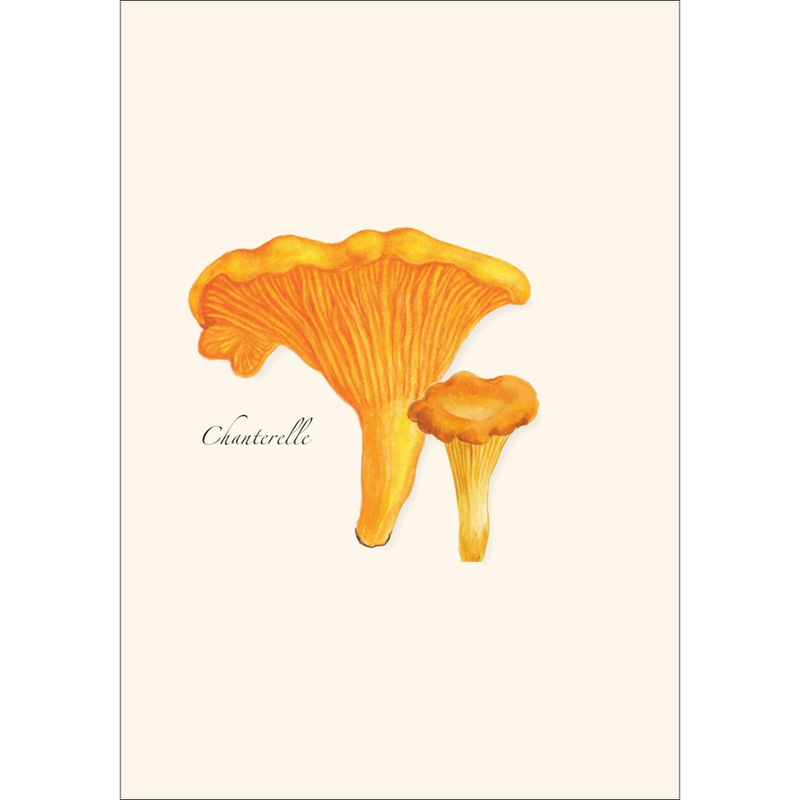 Edible Mushroom Assortment Notecard Boxed Set