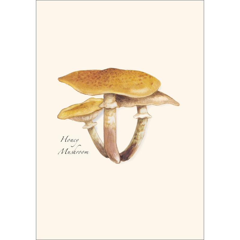 Edible Mushroom Assortment Notecard Boxed Set