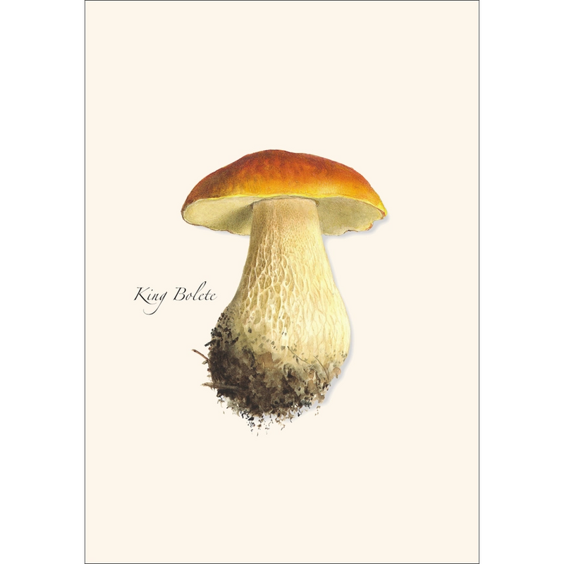 Edible Mushroom Assortment Notecard Boxed Set