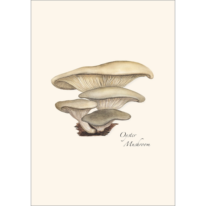 Edible Mushroom Assortment Notecard Boxed Set