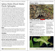 Moths & Caterpillars of Minnesota, Wisconsin & Michigan
sample pages