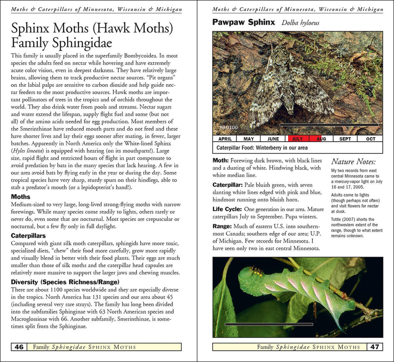 Moths & Caterpillars of Minnesota, Wisconsin & Michigan
sample pages