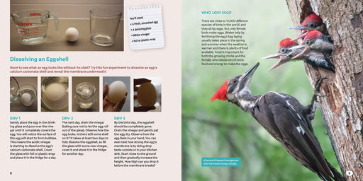 Bird Eggs : A Young Naturalist's Guide
sample pages