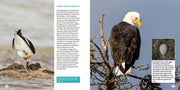 Bird Eggs : A Young Naturalist's Guide
sample pages