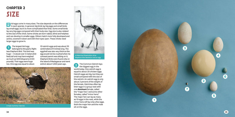 Bird Eggs : A Young Naturalist's Guide
sample pages
