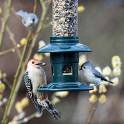 Two birds, a woodpecker and a titmouse, at the Squirrel Buster Evolution feeder with blurred background