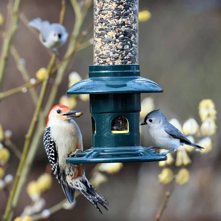 Two birds, a woodpecker and a titmouse, at the Squirrel Buster Evolution feeder with blurred background