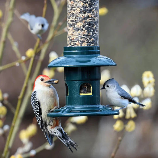 Two birds, a woodpecker and a titmouse, at the Squirrel Buster Evolution feeder with blurred background