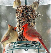 EZFeeder and Weather Guard Combo - Scratch and Dent 
Cardinals on feeder with standard 4" diameter cylinder