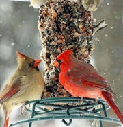 Cardinal Café Cylinder Feeder Bundle
Cardinals on the EZFeeder