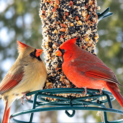 EZFeeder/Weather Guard and Large Cylinder Variety Pack Bundle
-cardinal pair