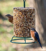 EZFeeder and Weather Guard Combo - Scratch and Dent 
Bluebird on feeder with large 6" cylinder
