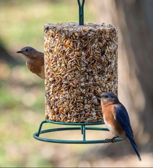 EZFeeder and Weather Guard Combo - Scratch and Dent 
Bluebird on feeder with large 6" cylinder