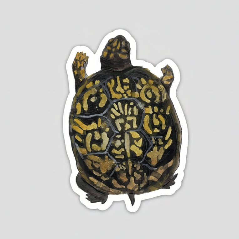 Box Turtle Sticker