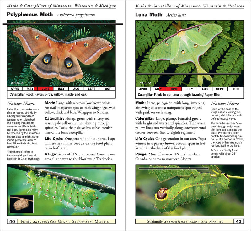 Moths & Caterpillars of Minnesota, Wisconsin & Michigan
sample pages