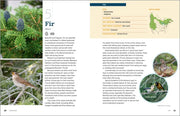 100 Plants to Feed the Birds - sample pages