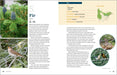 100 Plants to Feed the Birds - sample pages