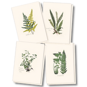 Fern Assortment II Boxed Notecard Set