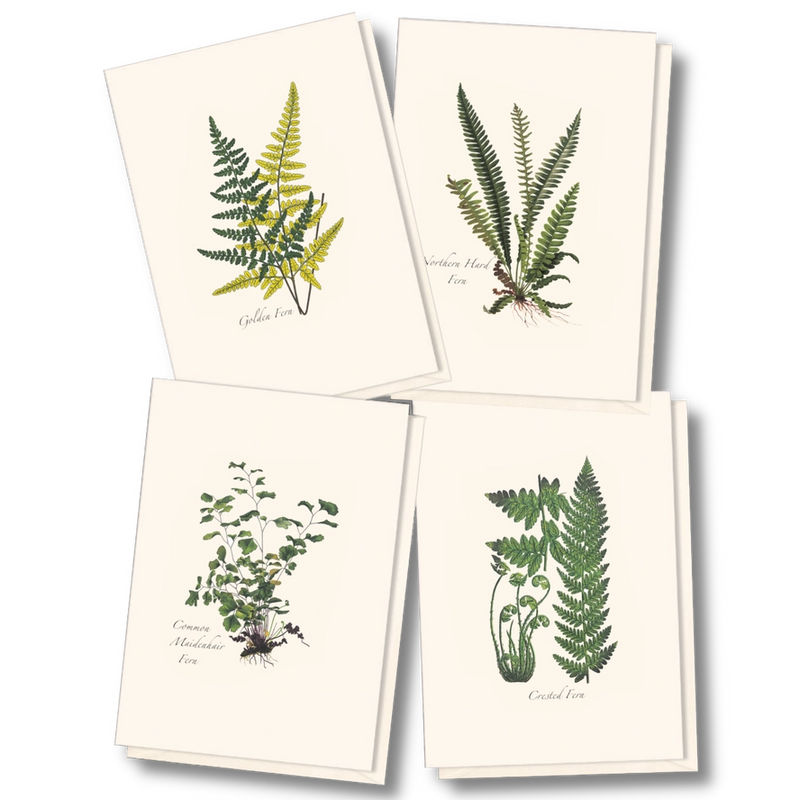 Fern Assortment II Boxed Notecard Set