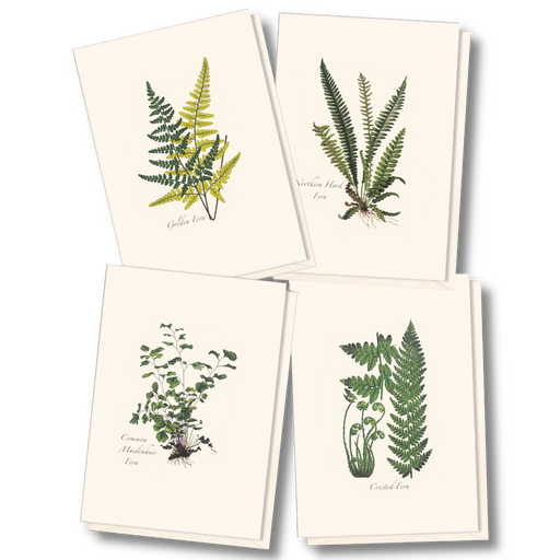 Fern Assortment II Boxed Notecard Set
