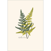 Fern Assortment II Boxed Notecard Set
golden fern