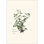 Fern Assortment II Boxed Notecard Set
common maidenhair fern