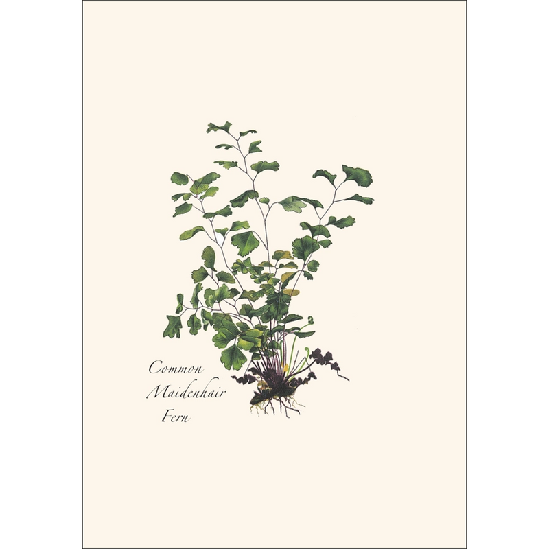 Fern Assortment II Boxed Notecard Set
common maidenhair fern