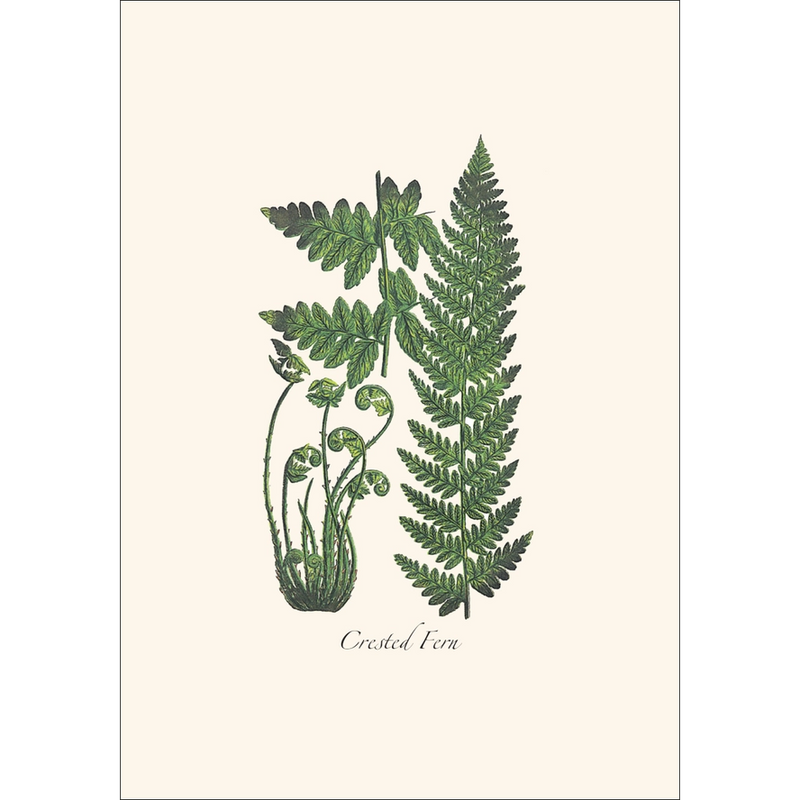 Fern Assortment II Boxed Notecard Set
crested fern