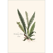 Fern Assortment II Boxed Notecard Set
northern hard fern