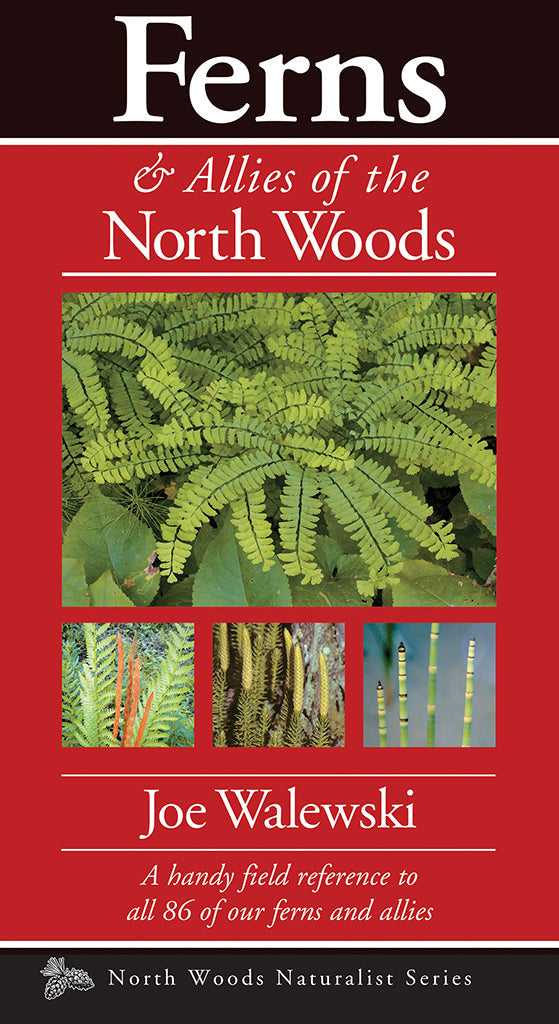 Book cover of 'Ferns & Allies of the North Woods' by Joe Walewski with images of ferns on a red background.