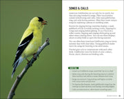 American Goldfinch on a branch with text about its songs and calls.