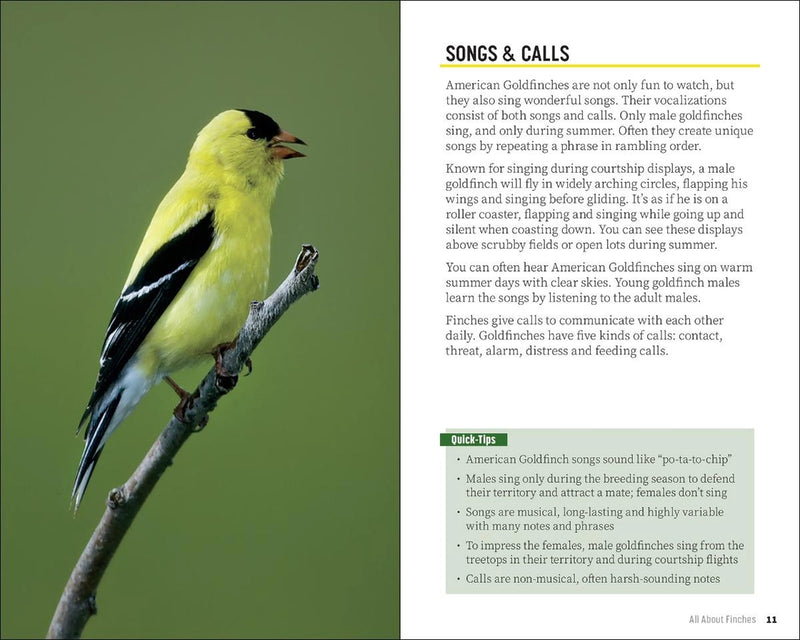 American Goldfinch on a branch with text about its songs and calls.