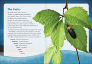 Fireflies Book - sample page